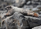 This marmot came out and just stretched out on a rock. He looked comfortable.